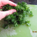 Bunching parsley for chopping