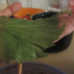 Grape leaf on the palm of a hand