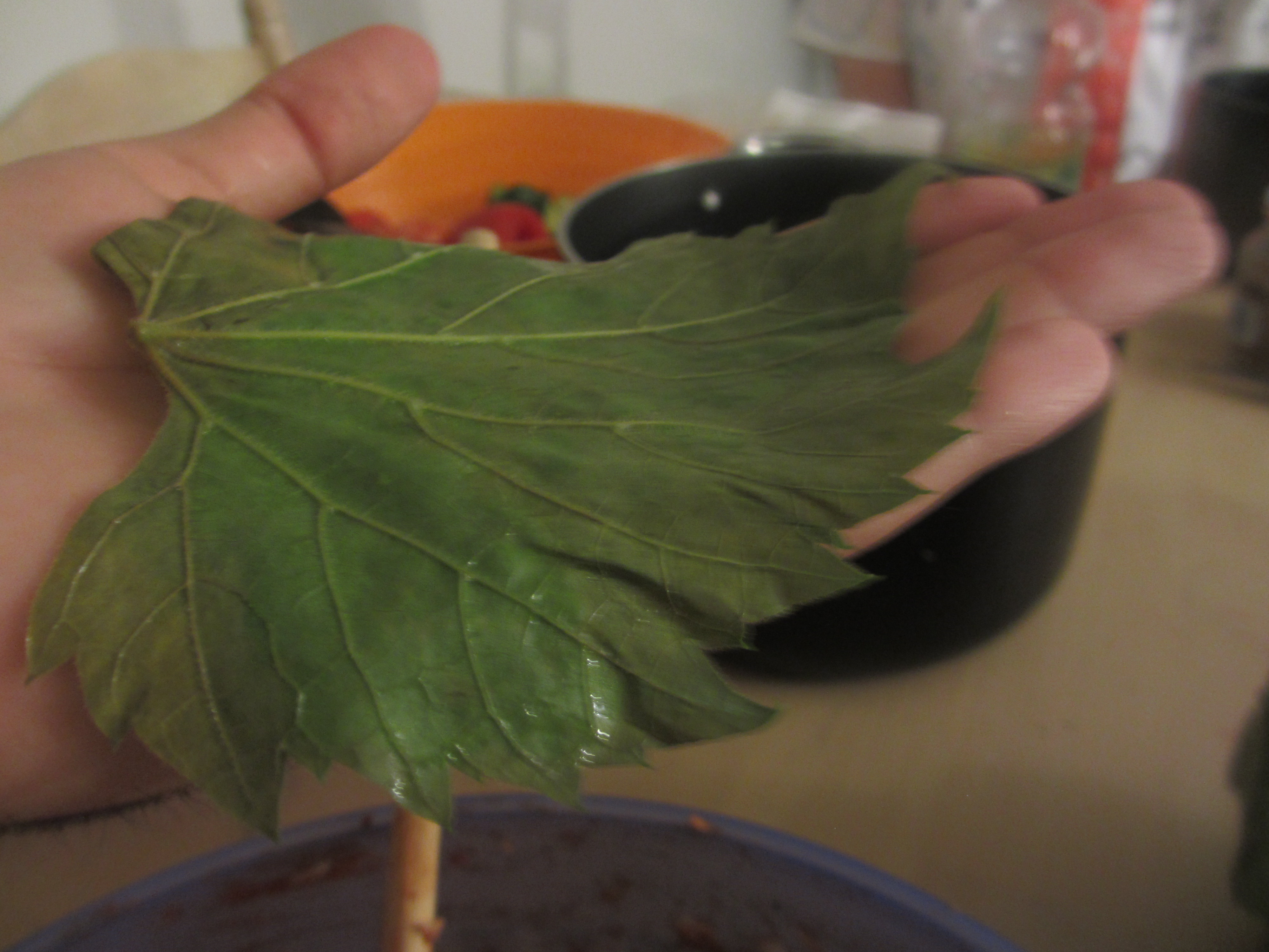 Grape leaf on the palm of a hand