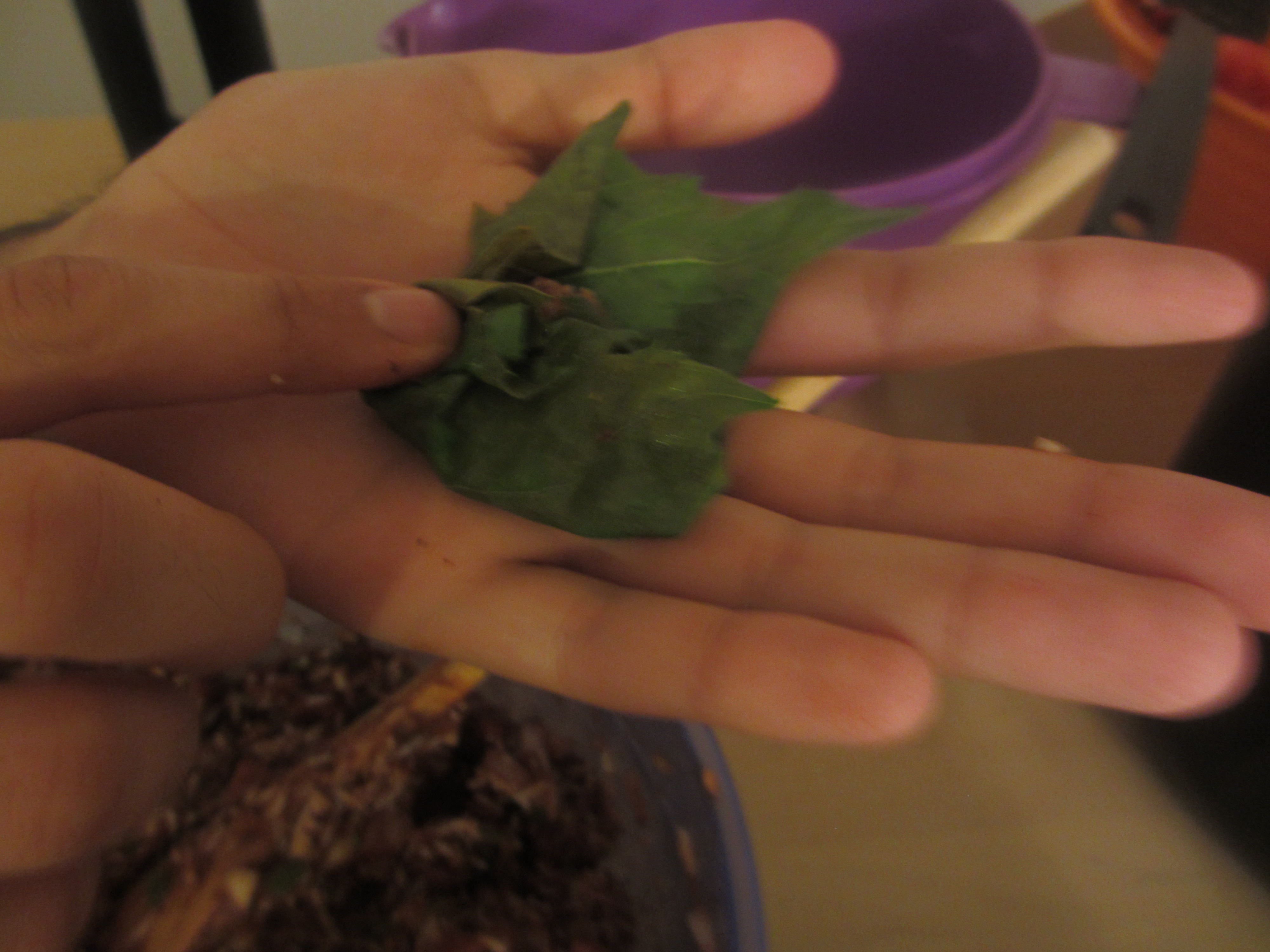 Grape leaf being stuffed on the palm of a hand
