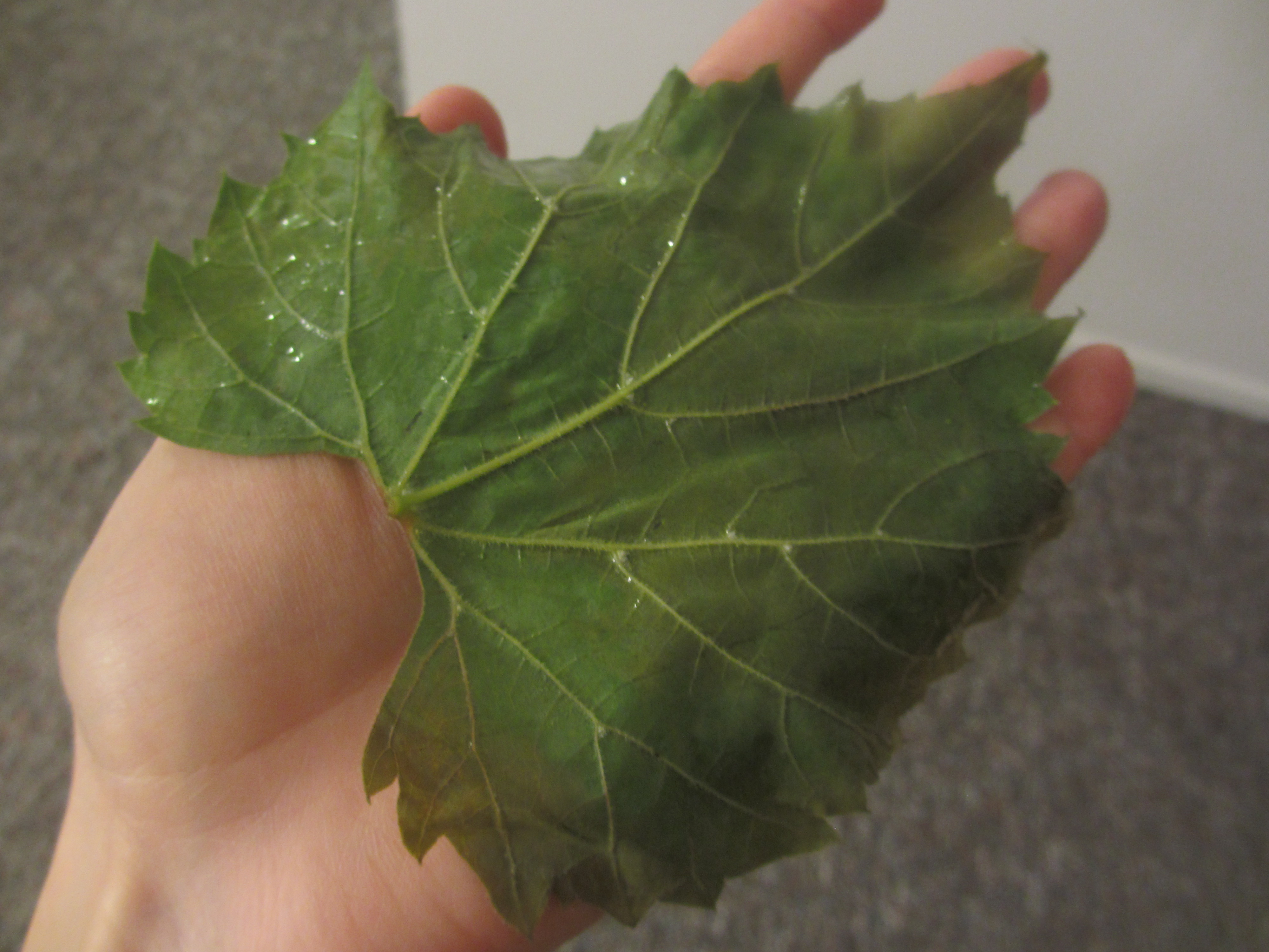 Grape leaf being stuffed on the palm of a hand