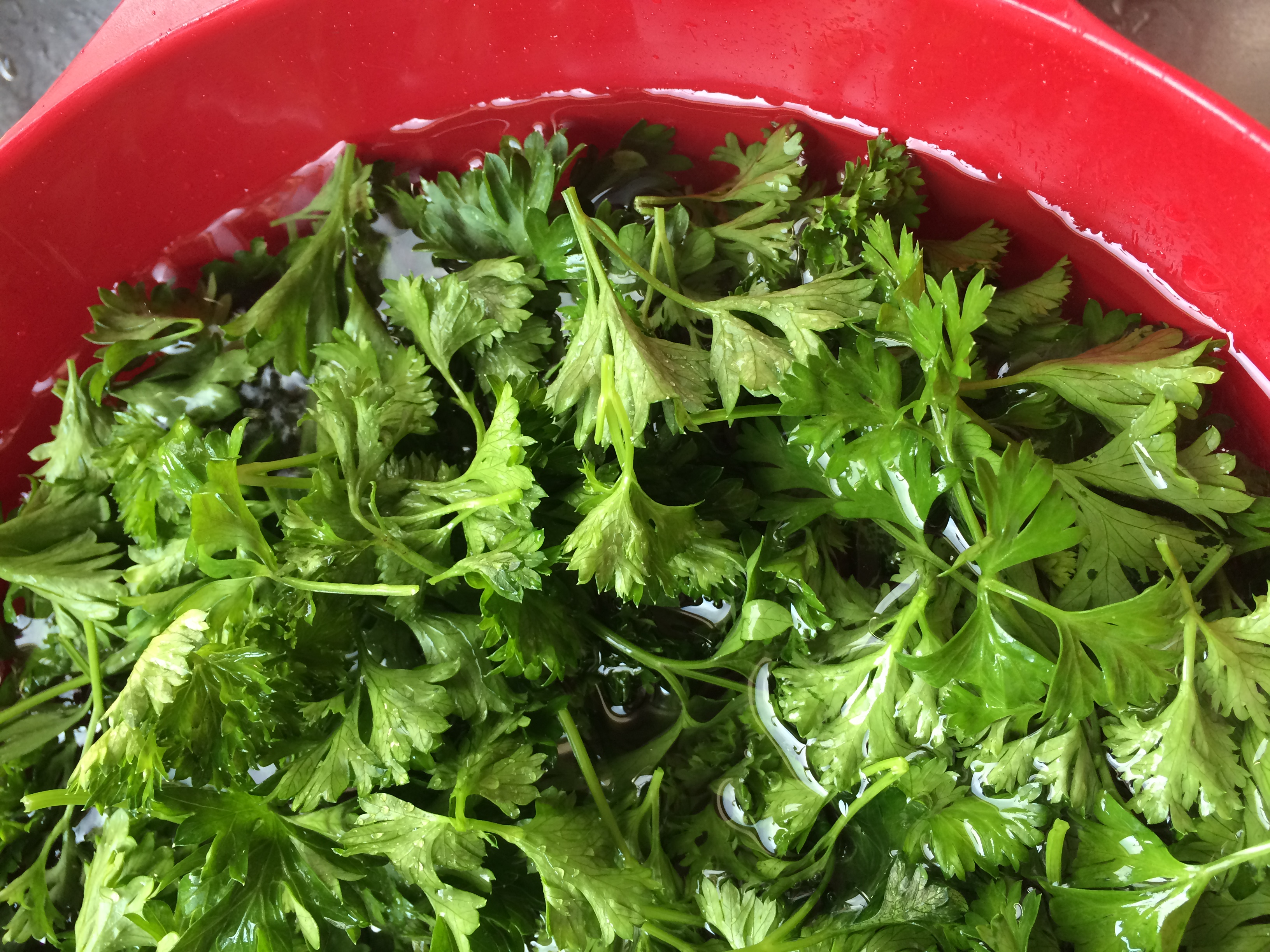 Parsley being washed in water