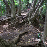 Daibutsu Trail