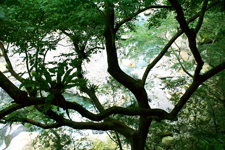 Tree at Taroko National Park